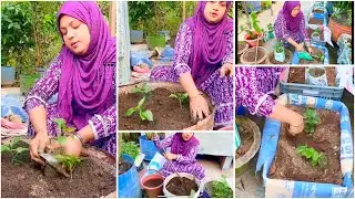 আজকে লাগালাম আমার ছাদ বাগানে নাগামরিচ,স্ট্রবেরি কি সার বেবহার করলাম/Mina Alom Mina vlog 2026