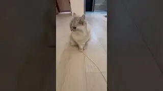 Cat&rsquo;s daily hunting game😺🫨🤪