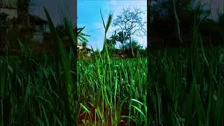 🌾Farming status🌾 #farming #desi #shorts #viral