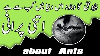 queen ant | ant colony | about  ant | ant fight |  ants documentary in urdu \ hindi | world history