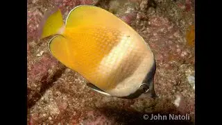 Klein's Butterflyfish - Chaetodon kleinii