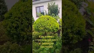 Влияние стрижки на рост и развитие растения#сад #дача #ниваки#топиарныефигуры.
