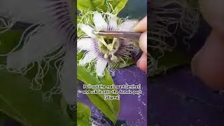 How to Hand Pollinate Passion Fruit Easily and Successfully #short #garden