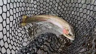 Spring Dry Fly Fishing Middle Fork Feather River