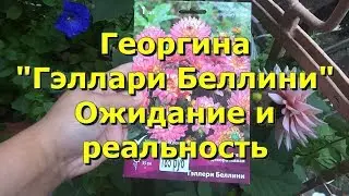 Георгина декоративная 