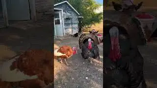 Cochins are my most favorite mama hens ❤️ Enjoy the little fuzzy britches! #homestead #homesteading