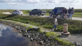 A day in the life...gator tales