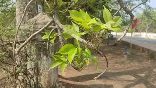 Leaves of the Semal / Red Silk Cotton tree / Bombax ceiba swaying in the breeze