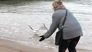 Mr Krantz. Funny, fat seagulls.))