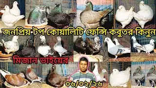 জনপ্রিয় টপ কোয়ালিটি ফেন্সি কবুতর কিনুন মিজান ভাইয়ের। 