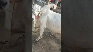 Chintalkunta Buffalo Market#haryana #murrabuffalo#gircow#a2milk #hyderabaddaires#buffalomarket#milk