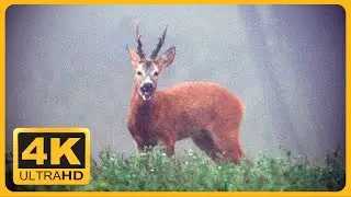 Barking Roe Deer