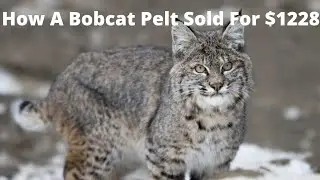 Top Lot Bobcat / Lynx Pelt : Achievable?