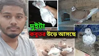 ২ টা কবুতর উড়ে আসছে এই সপ্তায় - দেশি গোল্লা আর নাইড়া কবুতর একটা | Deshi Golla Kobutor