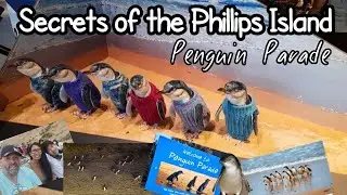Phillip Island Penguin Parade, the secrets revealed.