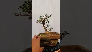Bonsai material available for sale.   TBO