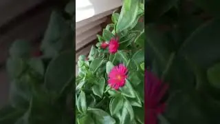 Buz çiçekleri