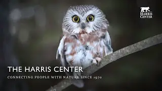 Celebrating Nature for All at the Harris Center