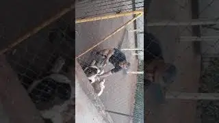 #5 SIMBA - SÃO BERNARDO  Chegada ao canil