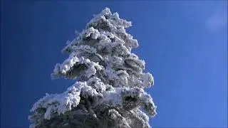 МИР МУЗЫКИ  &ndash;  Рихард Вагнер  &ndash; Себастьян Бах   &ndash;  Memento Patriae