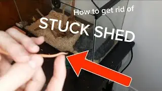 Haw to get stuck shed of you snake tail.