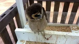 【フクロウ】オオフクロウ（Strix leptogrammica）の紹介