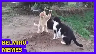 Belmiro Memes: Dublagens de animais engra&ccedil;ados - Epis&oacute;dio 599