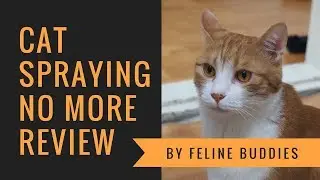 Cat Spraying No More Review: Full Breakdown Of The Product