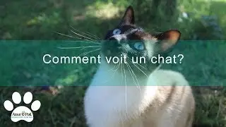 4 choses &agrave; savoir sur la vision du chat | Assur O'Poil