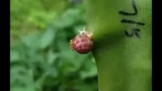 Dragon fruit update 2021.3 : Palora has flower buds! Asunta 4 flower defect etc.