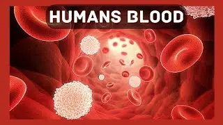 Human Blood video | All about blood type | why are these different Blood groups? | RH factor