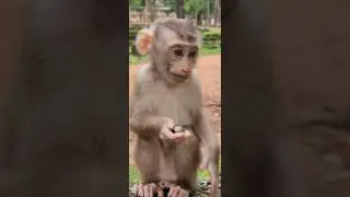 Adorable Wild Monkey Eating Rambutan