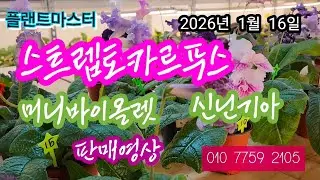 플랜트마스터의 잘 키운꽃들  구매는 문자주세요  2026년 1월  16일  010-7759-2105
