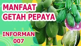 MANFAAT GETAH PEPAYA BAGI KESEHATAN YANG DAHSYAT!!