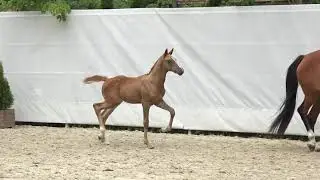 CONTABELLO KR Z (CONTHARGOS x EMERALD VAN&acute;T RUYTERSHOF) - Male