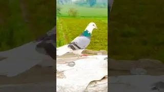Kabootar king #kabutar #pigeon #pigeons #birds #kabootar #pigeonpose #pigeonlove #kabutarbazi