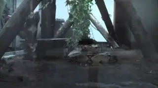 Boa constrictor strikes