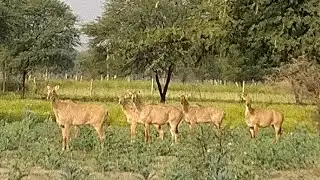 Try to Catch Nilgay ll Tech Earth #Nilgaiwild #Wildlifeindia #shorts #Animal #Viral #Reel #Reels