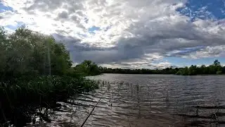 Hawk Diving For Pond Bass Gets Scared Away By Small Blackbirds
