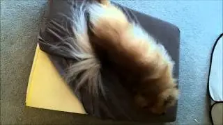 BuddyRest