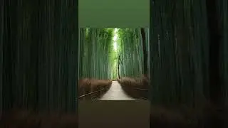 Plants 🪴
