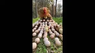 beautiful hen baby chicks