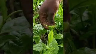 Secrets to plucking tea leaves #teatasting #teaexploration #sustainability