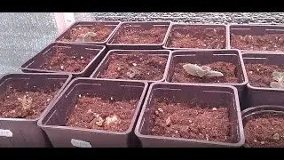 Работа с клубнями глоксиний