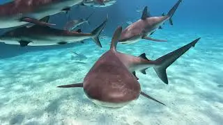 Face2Face shark feeding adventure Spanish Wells, Bahamas