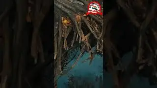 #Riverwaterflow #waterflow #dronescene #watershortvideo #youtubeshortvideo #firstshortvideo #shorts