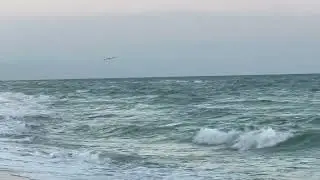 PNSbirdsjan5