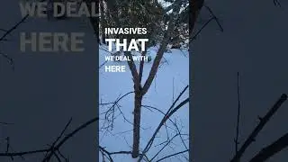 Man-Made Problems- Invasive Species #deer #wildlife #forest #trees  