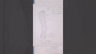 draw euplectella #drawing #stepbystep#tutorial#ytshorts #shorts #short#youtube #youtubeshorts#diy