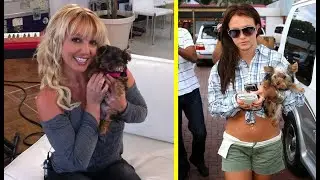 Britney Spears Dogs: Her Many Furry Friends